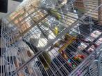 4 parkieten met hok, decoratie en filterzand, Dieren en Toebehoren, Meerdere dieren, Parkiet, Tam