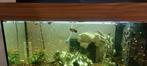 Aquarium, Dieren en Toebehoren, Vissen | Aquaria en Toebehoren, Ophalen, Gebruikt, Gevuld zoetwateraquarium