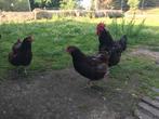Kip Sussex porselein, Dieren en Toebehoren, Oktober, Meerdere dieren