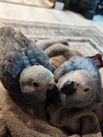 Gris de Gabon eam, Dieren en Toebehoren, Vermiste en Gevonden Dieren