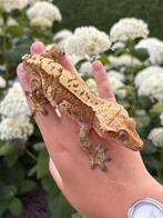 Wimpergekko creamsicle 1.0 man, Dieren en Toebehoren