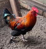 SLACHTHANEN, Dieren en Toebehoren, Pluimvee, Mannelijk, Kip