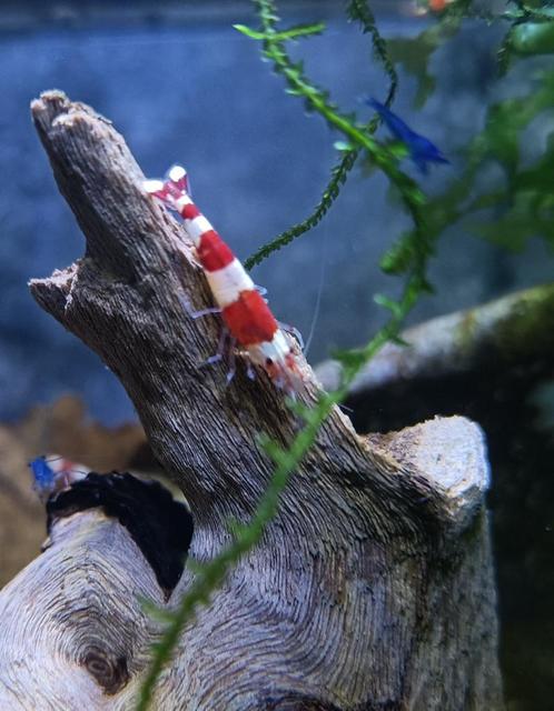 Crystal Red Garnalen op Kraanwater - Ook verzenden, Dieren en Toebehoren, Vissen | Aquariumvissen, Zoetwatervis, Kreeft, Krab of Garnaal