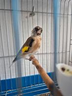 chardonneret parva algérien, Dieren en Toebehoren, Vogels | Overige Vogels