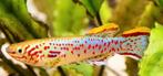 Killivissen Aphyosemion gardner, Dieren en Toebehoren, Vissen | Aquariumvissen, Vis