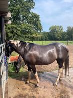 Drachtige apha grullo merrie, Dieren en Toebehoren, Paarden, Merrie, Minder dan 160 cm, Gechipt, 3 tot 6 jaar