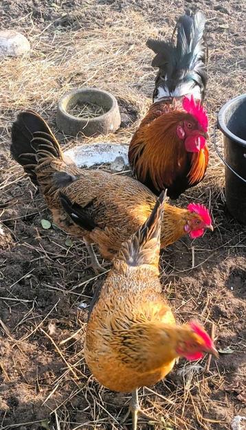 Ayam ketawa ( lachhoen ) broedeieren beschikbaar voor biedingen