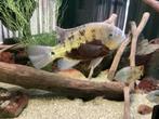 Kweekkoppel Cincelichthys pearsei + 3 jongen. Rio Lancahja