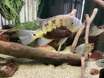 Kweekkoppel Cincelichthys pearsei + 3 jongen. Rio Lancahja beschikbaar voor biedingen