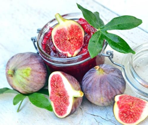 Vijgen vruchten die echt lekker zoet smaken diversen soorten, Jardin & Terrasse, Plantes | Arbres fruitiers, Autres espèces, Moins de 100 cm