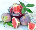 Vijgen vruchten die echt lekker zoet smaken diversen soorten, Tuin en Terras, Lente, Volle zon, Minder dan 100 cm, Ophalen of Verzenden