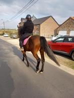 Hongre bai, Dieren en Toebehoren, Paarden, Gechipt, Ruin, Niet van toepassing, 7 tot 10 jaar