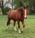 3 jarige kwpn ruin kjento x flemmingh, Ruin