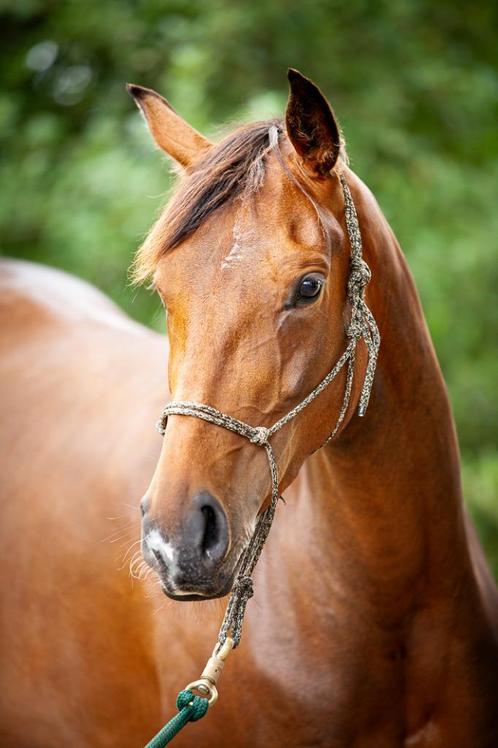 Jonge gevoelige merrie te Eke als halve stal verzorgpaard, Animaux & Accessoires, Chevaux, Jument, Débourré, 165 à 170 cm, 3 à 6 ans