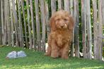 Prachtige medium Labradoodle pups (+/-45cm), België, Overige rassen, CDV (hondenziekte), 8 tot 15 weken