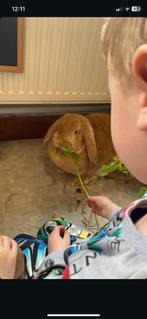 Zeer tamme raszuivere franse hangoren, Plusieurs animaux, Grand, Oreilles tombantes, 0 à 2 ans