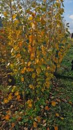 Koningslinde, Ophalen