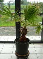 Palmboom 2 terras pot, Tuin en Terras, Planten | Tuinplanten, Vaste plant, Overige soorten, Ophalen, Bloeit niet