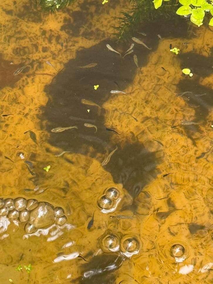 Jong volwassen Medaka (mix bak), Dieren en Toebehoren, Vissen | Aquariumvissen, Zoetwatervis, Vis, Schoolvis