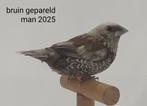 Geparelde Japanse meeuwen, Dieren en Toebehoren, Vogels | Overige Vogels, Meerdere dieren, Tropenvogel, Geringd