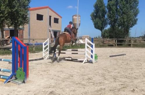 Zadelmak Maken/ Springruiter, Dieren en Toebehoren, Paarden, Zadelmak