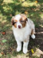 Australische herder pupjes,hier geboren, België, Overige rassen, CDV (hondenziekte), 8 tot 15 weken