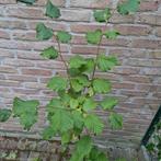 Hazelaar 1,5 meter, Ophalen