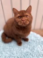 Cinnamon Latent  DBE ~ BRITS KORTHAAR, Dieren en Toebehoren, Katten en Kittens | Raskatten | Korthaar, Meerdere dieren, Met stamboom