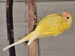 Pruimkoppen, Dieren en Toebehoren, Vogels | Parkieten en Papegaaien