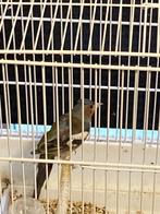 Vink Boekvink, Dieren en Toebehoren, Mannelijk, Wildzangvogel, Geringd