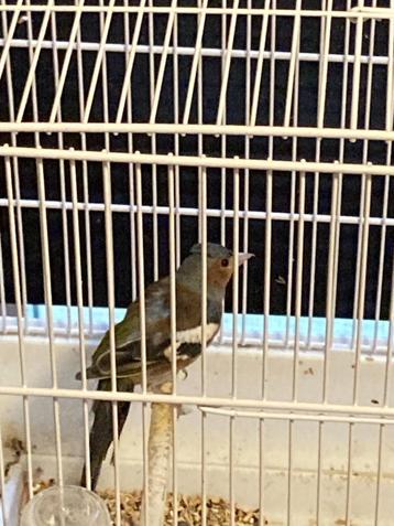 Vink Boekvink beschikbaar voor biedingen