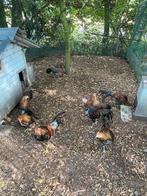 Onagadori hanen en hennen., Dieren en Toebehoren