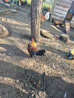 Hollandse kriel hanen (patrijs), Dieren en Toebehoren, Pluimvee, Mannelijk, Kip