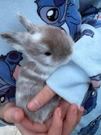 jonge konijntjes, Dieren en Toebehoren, Knaagdieren, Januari, Meerdere dieren, Overige typen, Tam