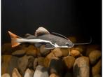 GEZOCHT: Redtail catfish / roodstaart meerval 2-10cm, Poisson, Poisson d'eau douce