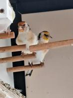 Poppen wildkleur putters, Dieren en Toebehoren, Vogels | Overige Vogels