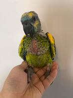 Heel Tamme Blauwvoorhoofd Amazone 6 weken oud, Dieren en Toebehoren, Vogels | Parkieten en Papegaaien, Papegaai, Geringd