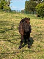 Kinder a pony, Dieren en Toebehoren, Pony's, Gechipt, Ruin, 0 tot 2 jaar, A pony (tot 1.17m)
