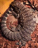 2 argentijnse teju's, Dieren en Toebehoren, Hagedis, 0 tot 2 jaar