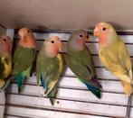 Te koop: Roseicollie, Dieren en Toebehoren, Meerdere dieren, Dwergpapegaai of Agapornis, Geringd