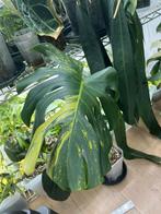 Monstera Deliciosa Aurea/GoG (?), Ophalen