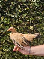 Chabo hennetje, Dieren en Toebehoren, Vrouwelijk, Kip