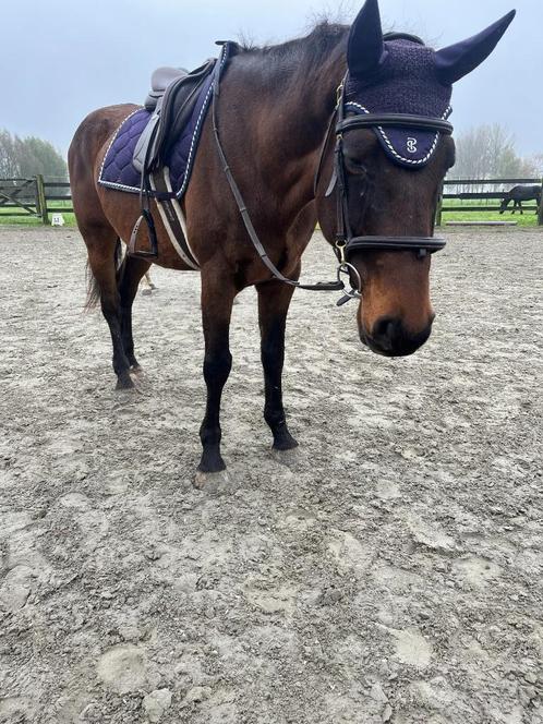 te ruil/te koop ps of sweden dressuur setje, Dieren en Toebehoren, Paarden en Pony's | Dekens en Dekjes, Zo goed als nieuw, Dekje