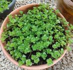 Sedum, Tuin en Terras, Planten | Tuinplanten, Ophalen