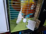 Waterslagers  geel en wit