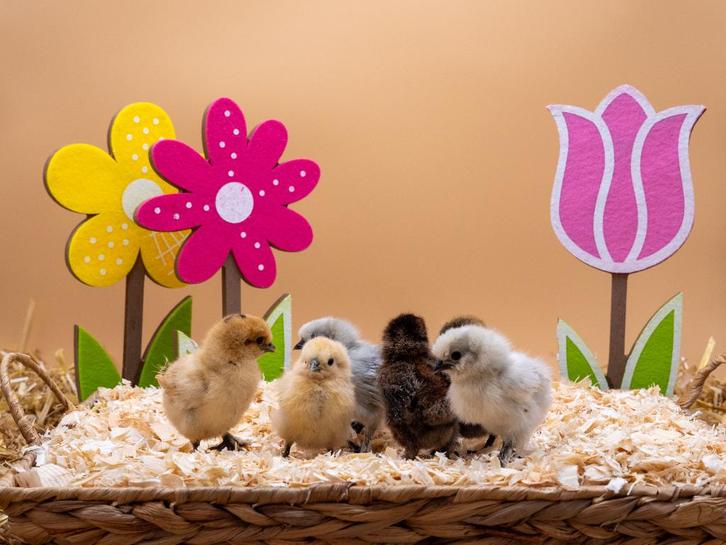 Jonge tamme Zijdehoen USA kriel kuikens gesekst en ingeënt, Animaux & Accessoires, Volatiles, Poule ou poulet, Femelle