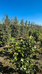 Osmanthus Burkwoodii Haagplanten , Wolkstruiken, Enlèvement ou Envoi, Arbuste