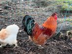 Haan, komt uit de hand eten, Dieren en Toebehoren, Mannelijk, Kip