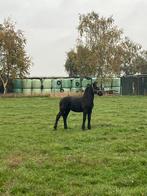 Mooie kruising Fries x Belgisch trekpaard merrieveulen, Dieren en Toebehoren, Paarden, Merrie, Onbeleerd, Gechipt, 0 tot 2 jaar