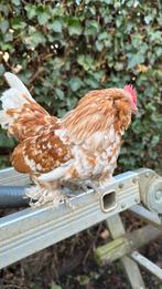 Haantjes Ukkelse baardkriel 2025, Dieren en Toebehoren, Pluimvee, Mannelijk, Kip